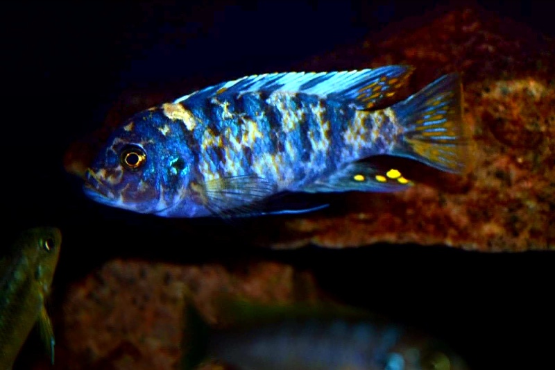 Maylandia zebra 'Chizumulu Island'